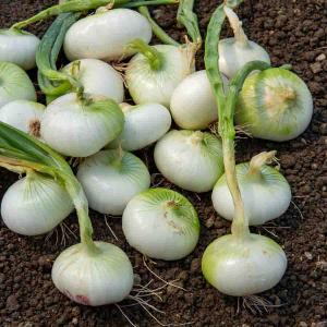 Oignon Blanc Premier